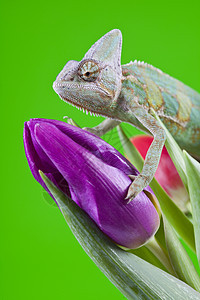美丽的大变色素效果红色色彩脊椎动物主题叶子纹理绿色动物爬虫图片