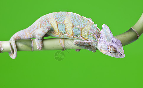 美丽的大变色素效果绿色红色脊椎动物纹理动物爬虫颜色色彩叶子图片