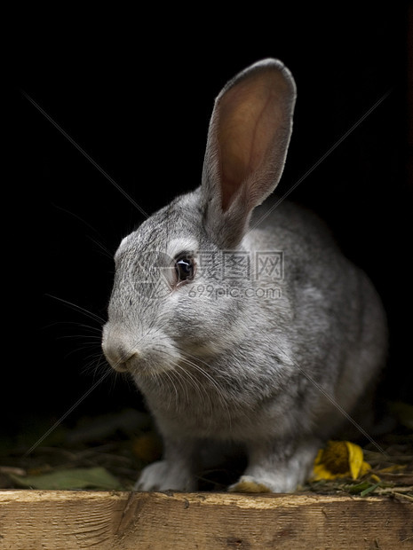 灰兔伴侣农场哺乳动物身体兔子爪子耳朵注意力动物地面图片