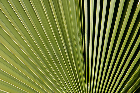 棕榈树 11图片