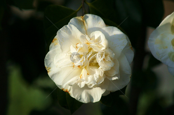 白栀子花花园晴天叶子公园植物树叶森林灌木丛栀子花绿色图片