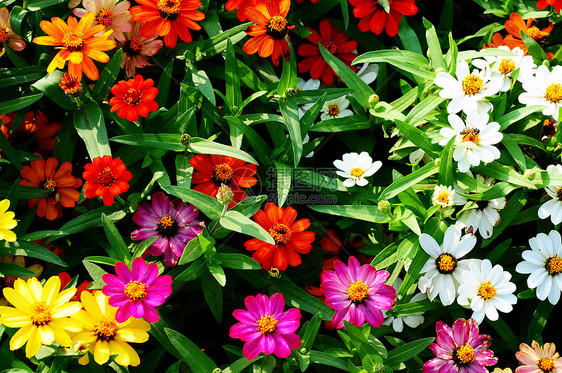 花朵多彩花瓣橙子植物群花束叶子植物植物学园艺季节草地图片