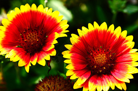 红花和橙色花橙子花瓣植物群植物学夫妻植物雏菊生长花园园艺图片