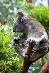 澳大利亚Koala动物哺乳动物脊椎动物灰色毛皮动物园荒野生物野生动物图片