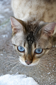 Bengal 猫宠物眼睛家畜蓝色小猫纯种猫毛皮白色图片