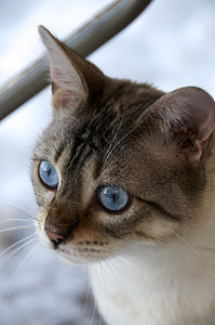 Bengal 猫家畜白色小猫毛皮宠物蓝色眼睛纯种猫图片