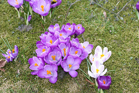 紫色春季图片
