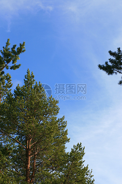 长青和蓝天空图片
