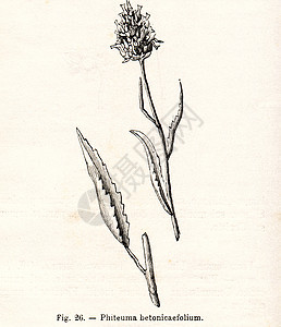 古鲜花插图艺术植物群甜菜植被社论绘画图片