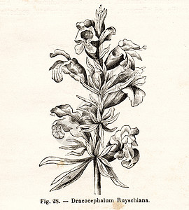 古鲜花插图植物群社论植被绘画艺术图片