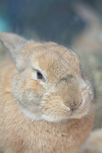 兔子肖像耳朵宠物动物褐色毛皮食草农场哺乳动物图片