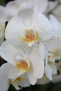 白正卤阳性兰花粉色黄色情调植物天鹅绒植物学热带植物群兰花紫色图片