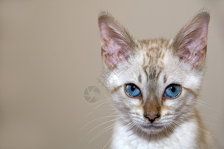 小猫咪家畜纯种猫棕色宠物眼睛白色蓝色小猫毛皮图片