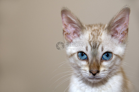 小猫咪家畜纯种猫棕色宠物眼睛白色蓝色小猫毛皮图片