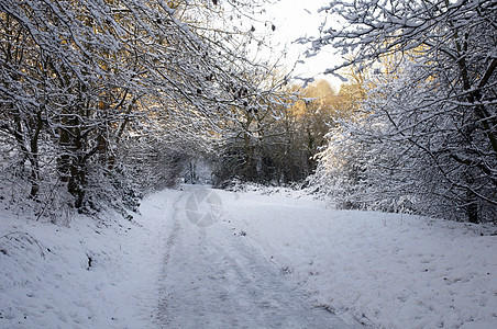 冬天国家环境暴风雪小路树木场地季节公园场景雪景图片