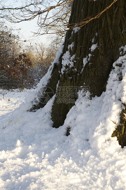 冬树场地场景风景冻结树木季节橡木公园雪景天气图片