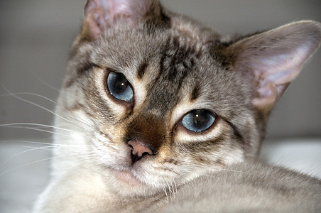 孟加拉小猫动物毛皮白色蓝色棕色说谎哺乳动物胡须耳朵短发图片