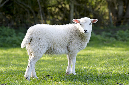 羔羊母羊农村羊毛绿色农田农业农场场地乡村羊肉图片