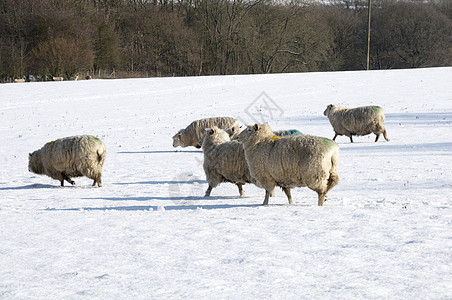 羊家畜母羊羊肉季节羊毛团体风景乡村天气白色图片