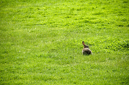 兔子兔野生动物宠物草地棕色荒野毛皮耳朵绿色哺乳动物场地图片