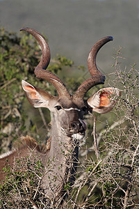 库都公园游戏肌肉警报螺旋耳朵荒野野生动物旅游男性图片