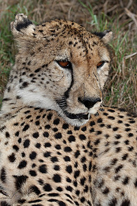 猎豹野猫眼睛野生动物国家猫科荒野捕食者猎人胡须哺乳动物动物图片