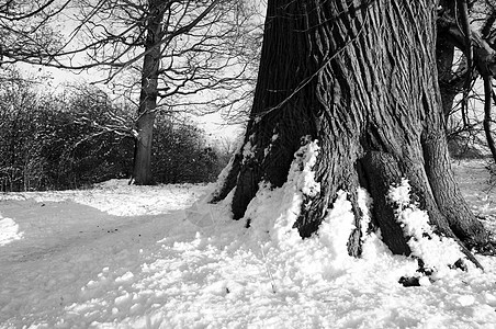 冬天白色晴天日光阳光树干季节公园黑与白农村木头图片