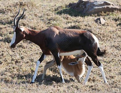 Bontebok 蚂蚁宝宝图片