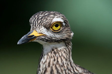 色尼或迪科普鸟动物眼睛涉水鸟类荒野黄色公园衬套羽毛账单图片