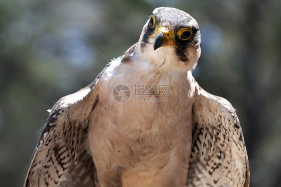 Lanner 猎鹰猛禽鸟图片