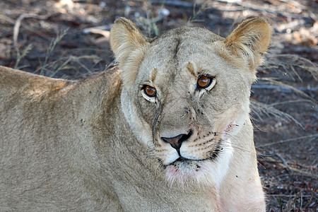 狮子狮肖像警报动物豹属母狮危险鼻子眼睛头发毛皮野生动物图片