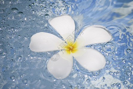 水中的鲜花异国活力美丽兰花热带沙龙按摩瓦楞温泉植物图片