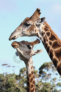亲吻吉拉菲丝哺乳动物白色荒野棕色斑点队友动物群食草脖子耳朵图片