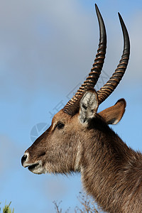 水桶星座羚羊荒野食草耳朵动物男性公园牛角野生动物大草原图片
