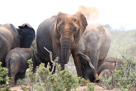 非洲大象沙尘树木食草公园家庭野生动物耳朵动物象牙吸引力说谎图片