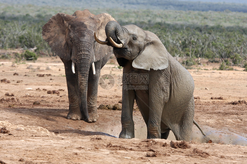 水洞中的非洲大象公园游客男性衬套游戏水坑身体野生动物旅行象牙图片