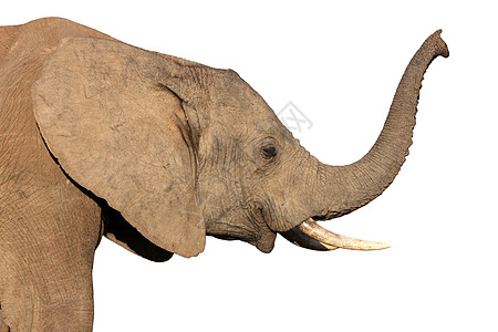 非洲大象孤立无援动物气味獠牙白色哺乳动物厚皮鼻子灰色荒野耳朵图片
