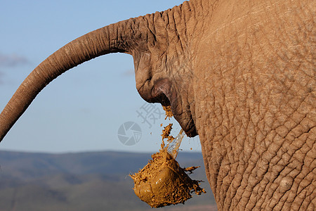 消灭非洲大象背景图片