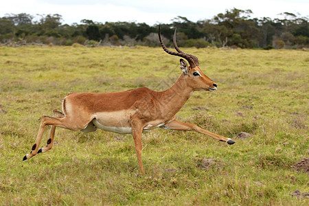 正在运行 Impala 星座图片