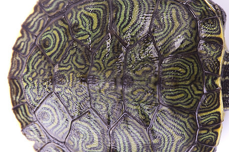 爬虫  海龟甲壳宠物海洋池塘小路野生动物生物跑步休息速度图片
