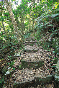 绿色路径植物街道农村沥青石头岩石曲线公园林地季节图片