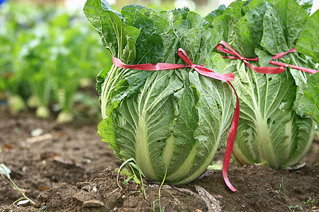 镇菜田场地收成农村农作物沙拉植物生长乡村食物农场背景图片