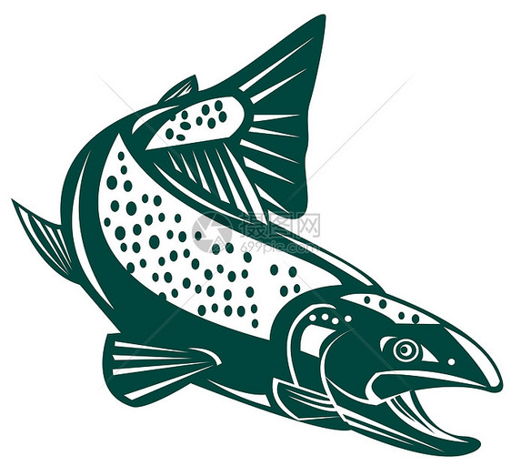 鲑鱼跳跃野生动物插图斑点图片