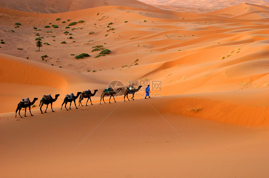 骆驼大篷车旅行骆驼夫晴天运输沙丘哺乳动物旅游动物寂寞沙漠图片