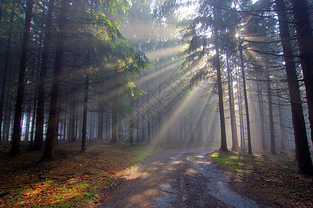 上帝束  雾中的昏暗的森林微光树木射线阳光云杉国家季节太阳薄雾天气图片