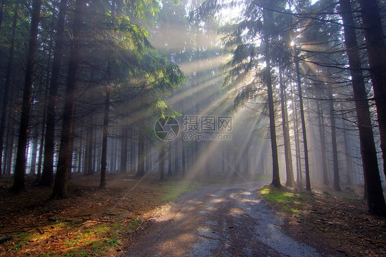 上帝束  雾中的昏暗的森林微光树木射线阳光云杉国家季节太阳薄雾天气图片