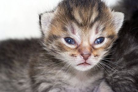 新生儿小猫新生投标哺乳动物天鹅绒小动物小狗宠物图片