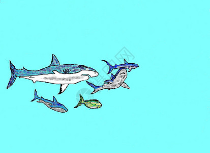 鲨鱼海洋海洋生物图片