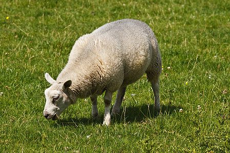 白羊在田野放牧图片