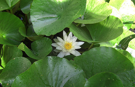 白水百里树叶植物学水生植物花店阳光百合花园湿地深绿色荒野图片